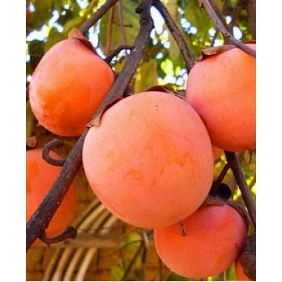 Саженец хурмы "Божий Дар" Саженец хурмы "Божий Дар"